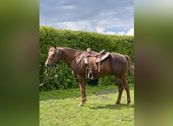 American Quarter Horse, Hengst, 6 Jahre, 155 cm, Dunkelfuchs