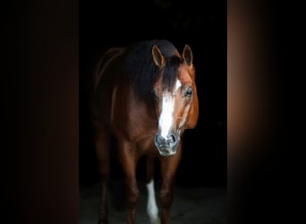 American Quarter Horse, Hengst, 6 Jahre, Dunkelfuchs