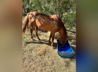 American Quarter Horse Mix, Hengst, 6 Jahre, Dunkelfuchs