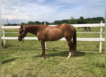 American Quarter Horse, Hengst, 7 Jaar, 146 cm, Vos