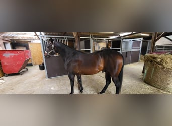 American Quarter Horse, Hengst, 7 Jaar, 152 cm, Falbe