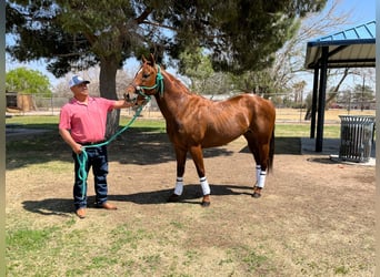 American Quarter Horse, Hengst, 7 Jaar, 152 cm, Roodvos
