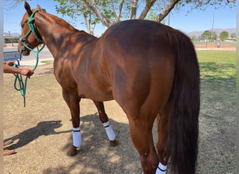 American Quarter Horse, Hengst, 7 Jaar, 152 cm, Roodvos