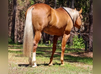 American Quarter Horse, Hengst, 7 Jaar, 160 cm, Palomino