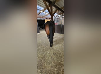 American Quarter Horse, Hengst, 7 Jahre, 152 cm, Falbe