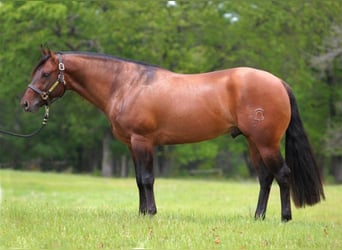 American Quarter Horse, Hengst, 7 Jahre, 152 cm, Falbe