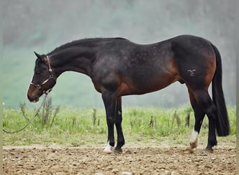 American Quarter Horse, Hengst, 7 Jahre, 155 cm, Brauner