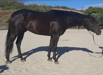 American Quarter Horse, Hengst, 7 Jahre, 155 cm, Rappe