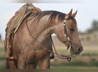 American Quarter Horse, Hengst, 7 Jahre, Roan-Red