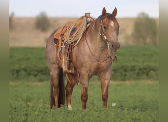 American Quarter Horse, Hengst, 7 Jahre, Roan-Red