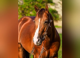 American Quarter Horse, Hengst, 7 Jahre, Rotfuchs