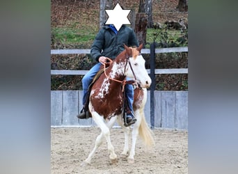 American Quarter Horse, Hengst, 8 Jaar, 145 cm, Vos