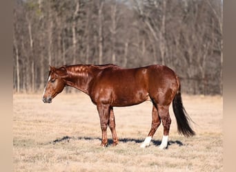 American Quarter Horse, Hengst, 8 Jaar, 147 cm, Roodvos