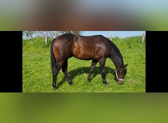 American Quarter Horse, Hengst, 8 Jaar, 152 cm, Falbe