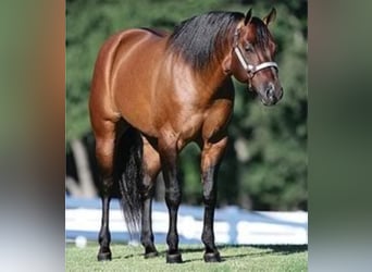 American Quarter Horse, Hengst, 8 Jaar, 152 cm, Falbe