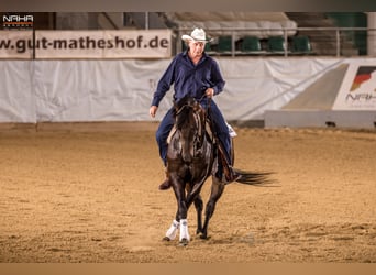 American Quarter Horse, Hengst, 8 Jaar, 152 cm, Falbe