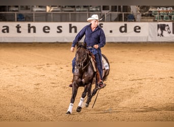 American Quarter Horse, Hengst, 8 Jaar, 152 cm, Falbe