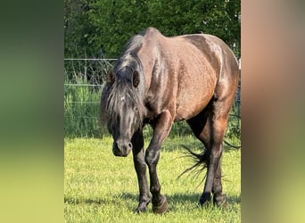American Quarter Horse, Hengst, 8 Jaar, 155 cm, Zwart