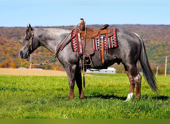 American Quarter Horse, Hengst, 8 Jaar, Roan-Bay