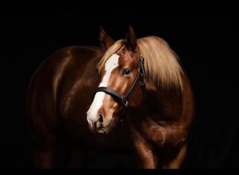 American Quarter Horse, Hengst, 8 Jaar, Vos