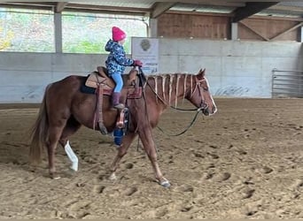 American Quarter Horse, Hengst, 8 Jaar, Vos
