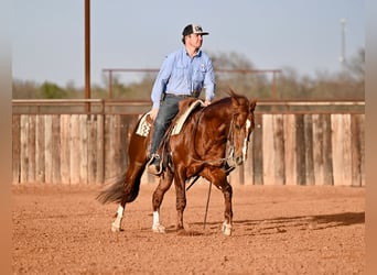 American Quarter Horse, Hengst, 8 Jahre, 147 cm, Rotfuchs