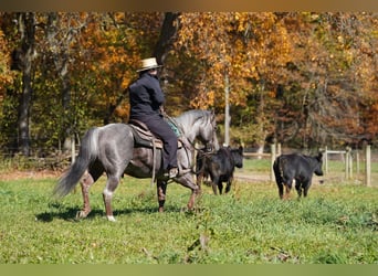 American Quarter Horse, Hengst, 8 Jahre, Roan-Bay