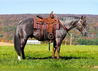 American Quarter Horse, Hengst, 8 Jahre, Roan-Bay