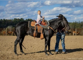 American Quarter Horse, Hengst, 9 Jaar, 147 cm, Zwart