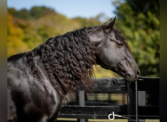 American Quarter Horse, Hengst, 9 Jaar, 147 cm, Zwart