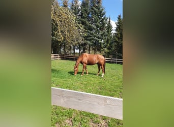 American Quarter Horse, Hengst, 9 Jaar, 152 cm, Vos