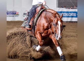 American Quarter Horse, Hengst, 9 Jaar, Vos
