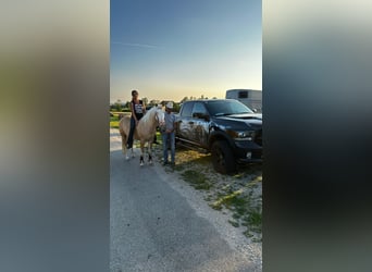 American Quarter Horse, Hengst, 9 Jahre, 142 cm, Palomino
