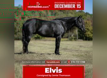 American Quarter Horse, Hengst, 9 Jahre, 147 cm, Rappe