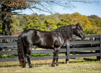 American Quarter Horse, Hengst, 9 Jahre, 147 cm, Rappe