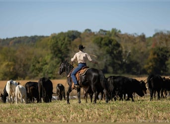 American Quarter Horse, Hengst, 9 Jahre, 147 cm, Rappe American Quarter Horse, Hengst, 9 Jahre, 147 cm, Rappe