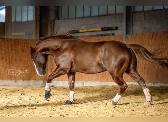 American Quarter Horse, Hengst, 9 Jahre, 150 cm, Fuchs