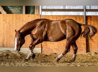 American Quarter Horse, Hengst, 9 Jahre, 150 cm, Fuchs
