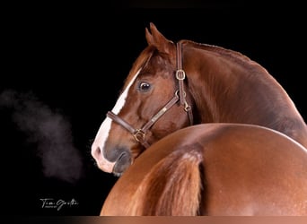 American Quarter Horse, Hengst, 9 Jahre, 150 cm, Fuchs
