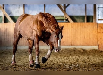 American Quarter Horse, Hengst, 9 Jahre, 150 cm, Fuchs