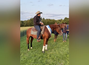 American Quarter Horse, Hengst, 9 Jahre, 150 cm, Fuchs