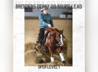American Quarter Horse, Hengst, 9 Jahre, 150 cm, Fuchs