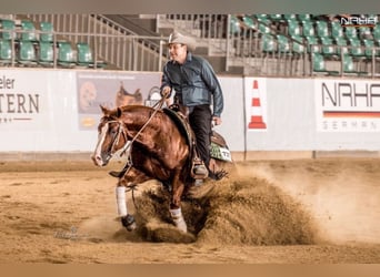 American Quarter Horse, Hengst, 9 Jahre, 150 cm, Fuchs