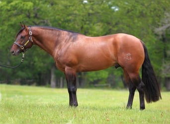 American Quarter Horse, Hengst, 9 Jahre, 152 cm, Falbe