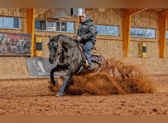 American Quarter Horse, Hengst, 9 Jahre, 156 cm, Grullo