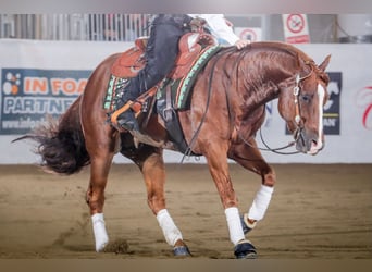 American Quarter Horse, Hengst, 9 Jahre, Fuchs