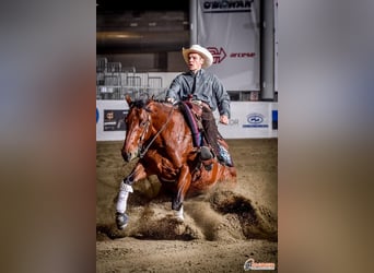 American Quarter Horse, Hengst, 5 Jahre, 152 cm, Brauner