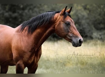 American Quarter Horse, Hengst, 19 Jahre, 143 cm, Brauner