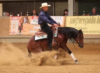 American Quarter Horse, Hengst, 19 Jahre, 143 cm, Brauner