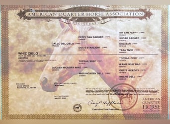 American Quarter Horse, Hengst, 19 Jahre, 143 cm, Brauner